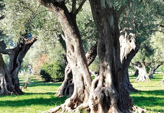 Fratelli Carli cover