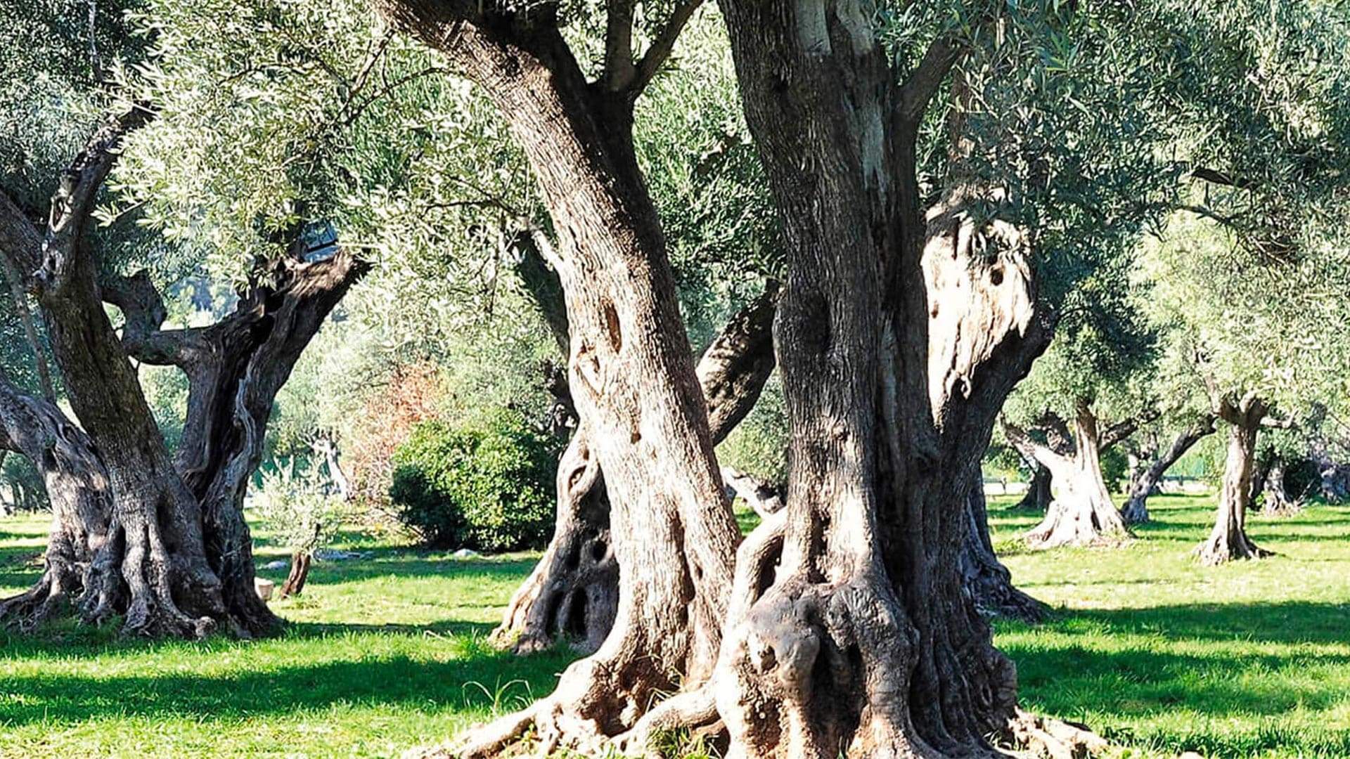 Fratelli Carli cover